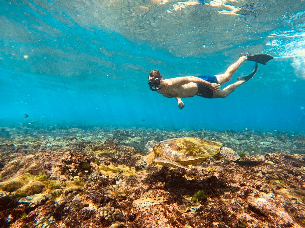 snorkeling with turtle at nusa penida
