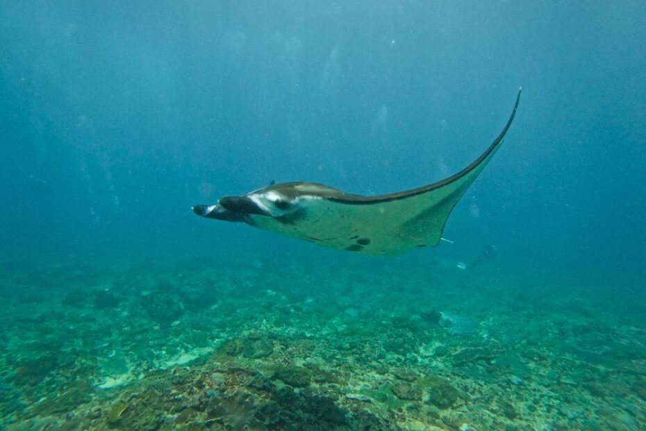 manta ray snorkeling