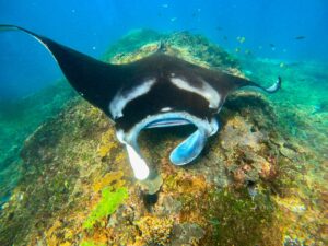 manta point snorkeling