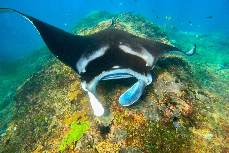 manta point snorkeling