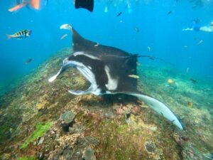 Giant Manta Rays at Manta Point