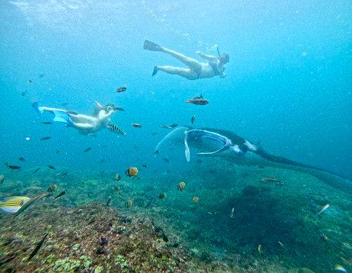 manta point nusa penida